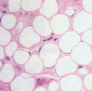 tissue-adipose